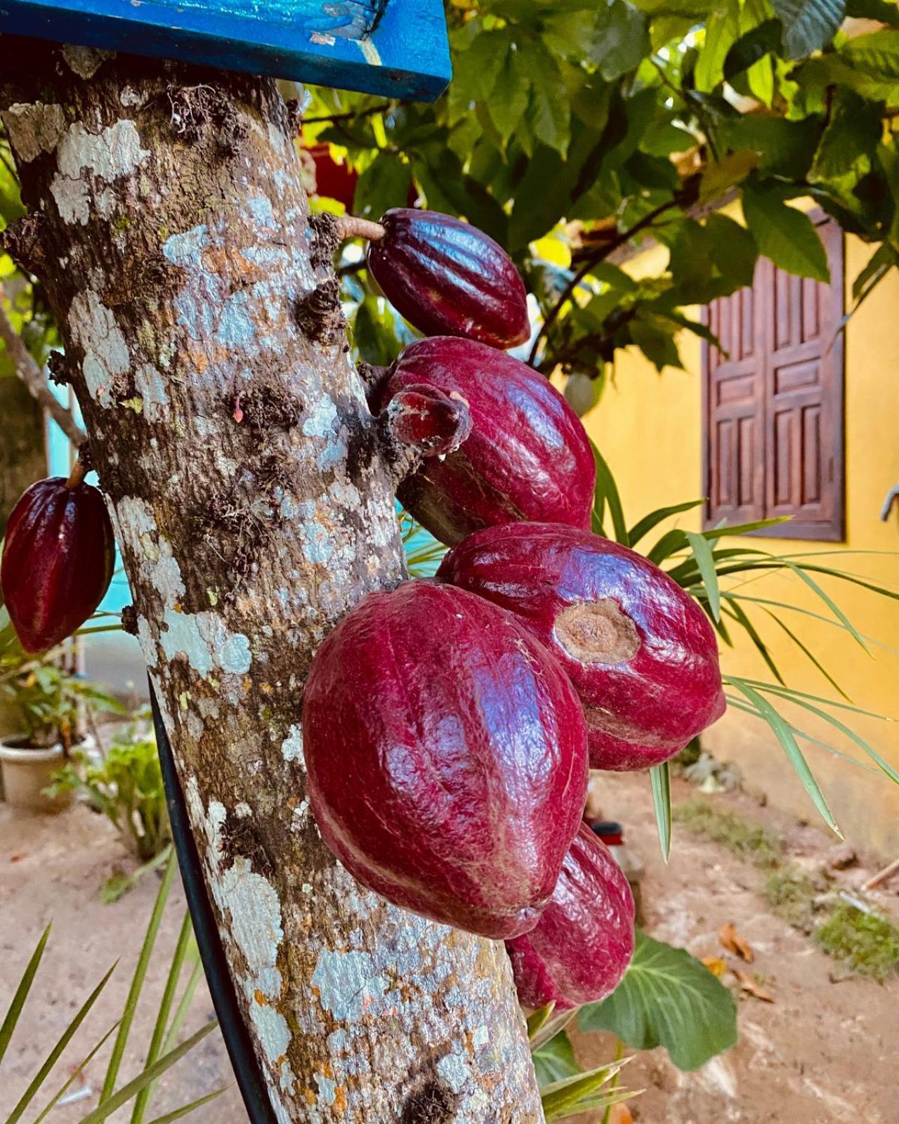 Caraiva Recanto Pousada De Ferias Ngoại thất bức ảnh